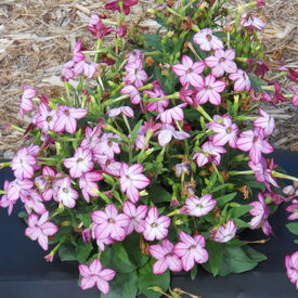 Saratoga Purple Bicolor, Nicotiana Seed